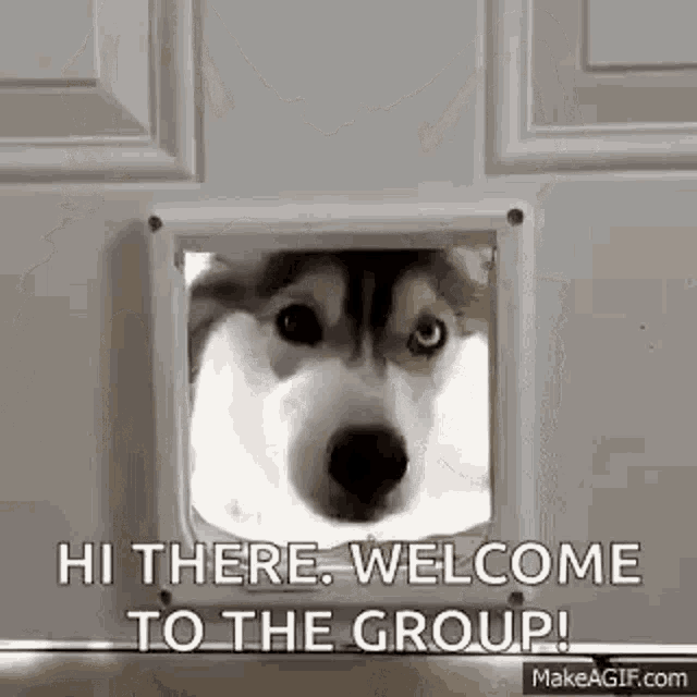 Huski Dog Gif GIF