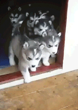 Husky Puppies Adorable Group Exploration GIF