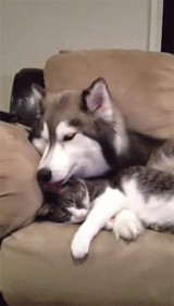 Husky Cuddling Gently With Cat GIF