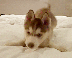 Husky Pup Playful Bedtime Pounce GIF