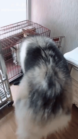 Husky 270 X 480 Gif GIF