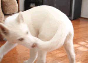 Husky Chasing Tail In Living Room GIF