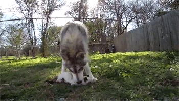 Caring Husky Gently Holding A Cat GIF