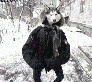 Husky 360 X 319 Gif GIF