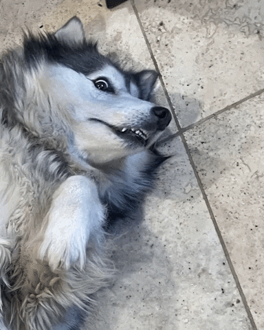 Husky Grinning While Lying Down GIF
