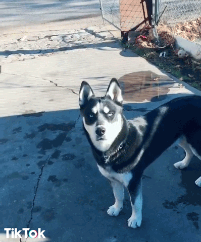 Husky 398 X 481 Gif GIF