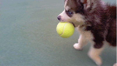 Husky Puppy Fetching Tennis Ball GIF