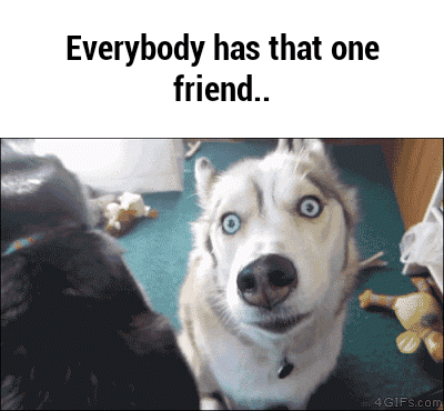 Husky 400 X 370 Gif GIF