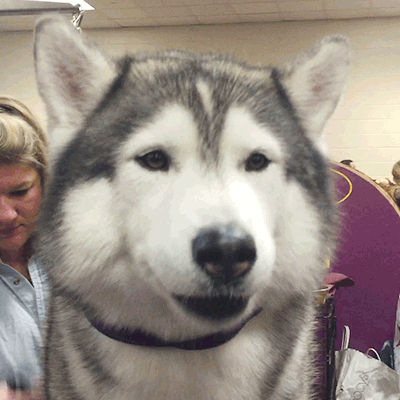 Husky Smiling Calmly At Camera GIF
