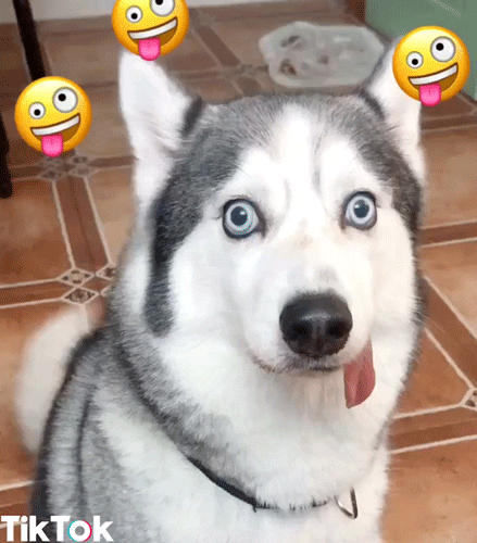 Husky 439 X 500 Gif GIF