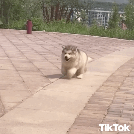 Husky 448 X 450 Gif GIF