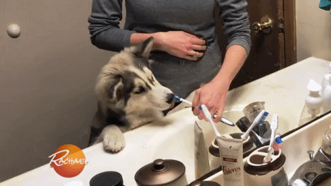 Husky 480 X 270 Gif GIF