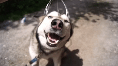 Husky Enjoying A Head Massage GIF
