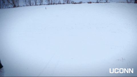 Husky 480 X 271 Gif GIF