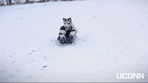 Husky 480 X 271 Gif GIF