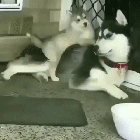Husky Playfully Wrestling With Naughty Puppy GIF