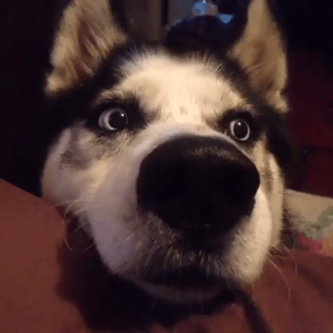 Husky Looking Amused And Attentive GIF