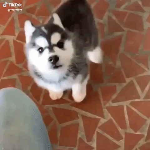 Husky 480 X 480 Gif GIF