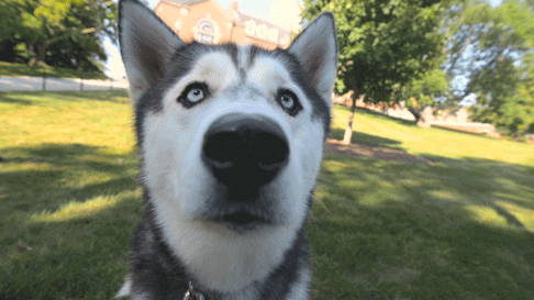 Husky Gazing Curiously At Camera GIF