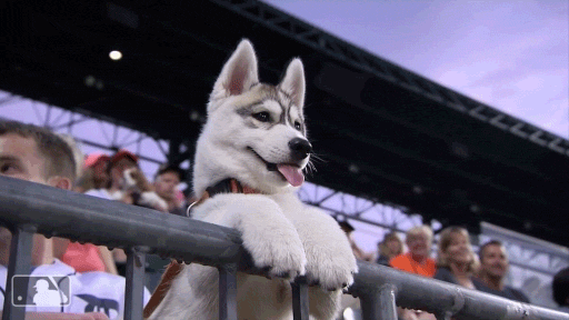 Husky Observing Crowd GIF