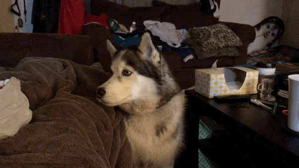 Husky Begging Look GIF