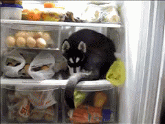 Husky Chilling And Staying Cool Inside The Refrigerator GIF