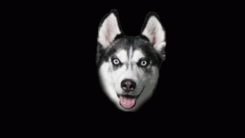 Husky Close Up With Tongue Out