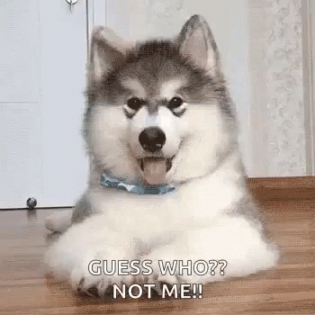 Husky Confused Dog Guess Who Not Me GIF