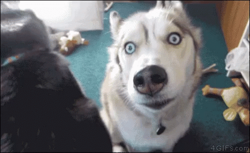 Husky Confused Dog Reacting Hilariously GIF