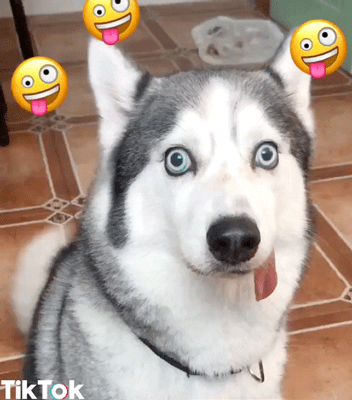 Husky GIF