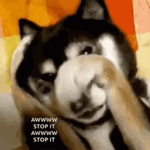 Husky Dog Covering Face With Paws