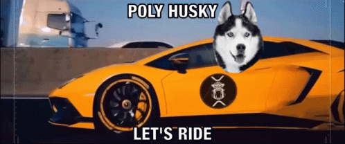 Husky Dog Driving Yellow Lamborghini