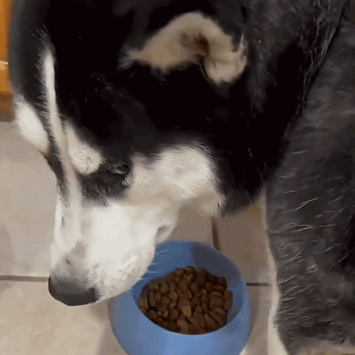 Husky Dog Eating From Blue Bowl