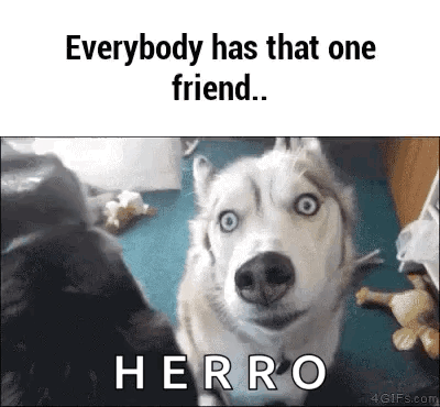 Husky Dog Everybody Has That One Friend