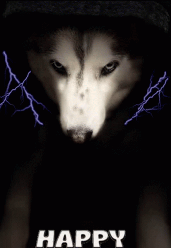 Husky Dog Happy Star Wars Day