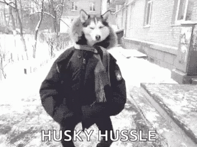 Husky Dog Hustle GIF