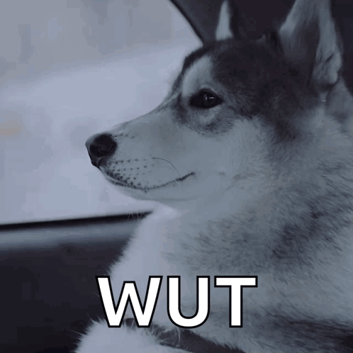 Husky Dog in Car Saying Wut