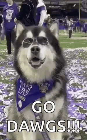 Husky Dog In Sunglasses, Blue Bandana, Football Field GIF
