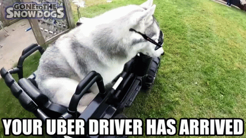 Husky Dog in Toy Car Uber Driver