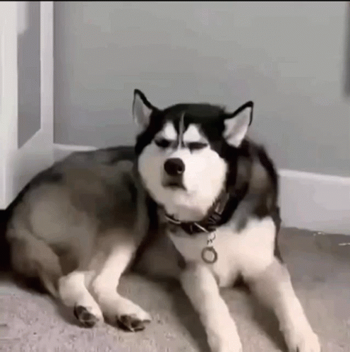 Husky Dog Laying Down