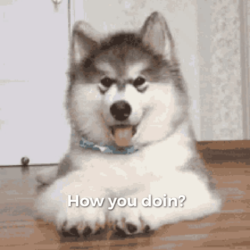 Husky Dog Laying Down Asking How You Doin