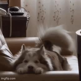Husky Dog Laying on Couch Looking at Camera