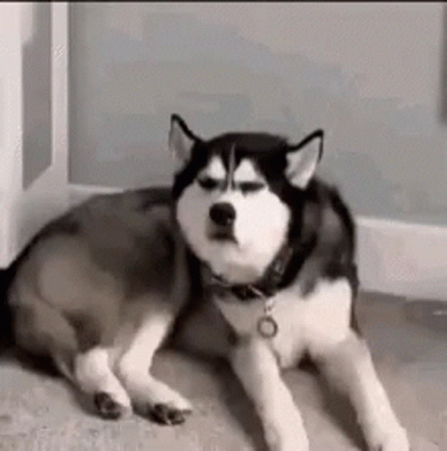 Husky Dog Laying on Floor in Room