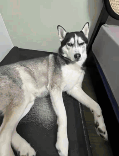 Husky Dog Lying On Black Blanket GIF