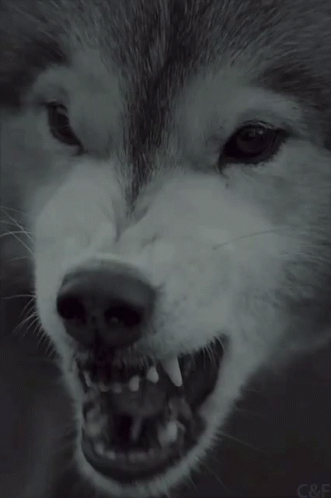 Husky Dog Showing Teeth