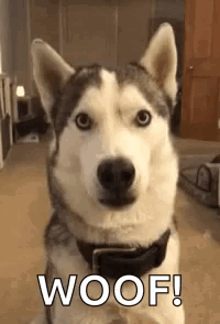 Husky Dog Sitting With Woof GIF