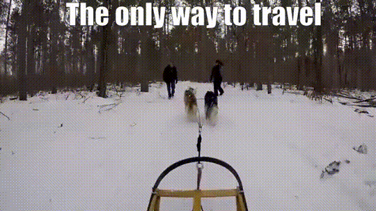 Husky Dog Sledding In Snow GIF