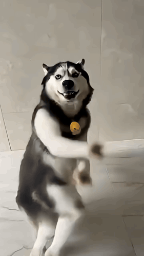 Husky Dog Standing on Hind Legs