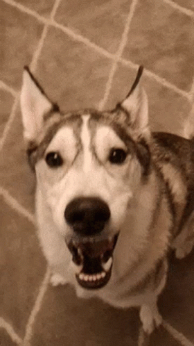 Husky Dog Standing with Mouth Open