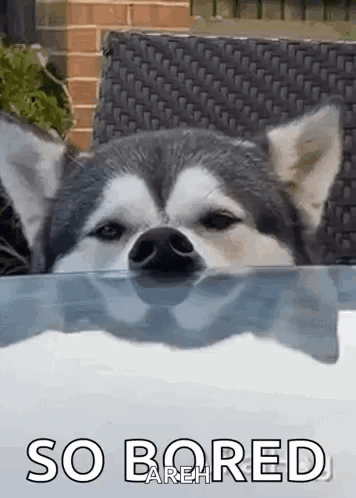Husky Dog Sticking Head Out Window